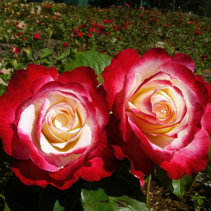 Alb în centru cu marginile petalelor roșii - trandafir teahibrid